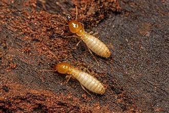 termites